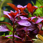 Ludwigia Repens - vaso