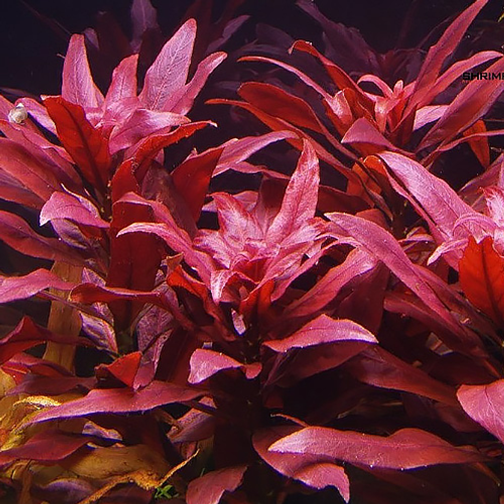 Ludwigia Peruensis "Cuba Diamond"