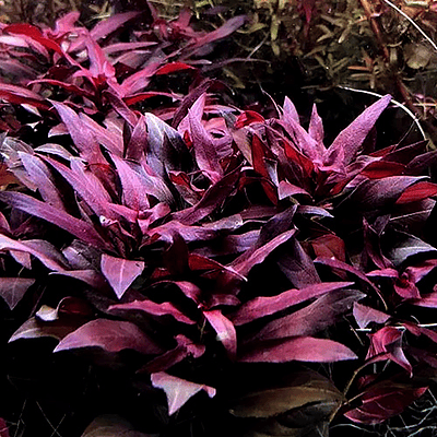 Ludwigia Peruensis "Cuba Diamond"