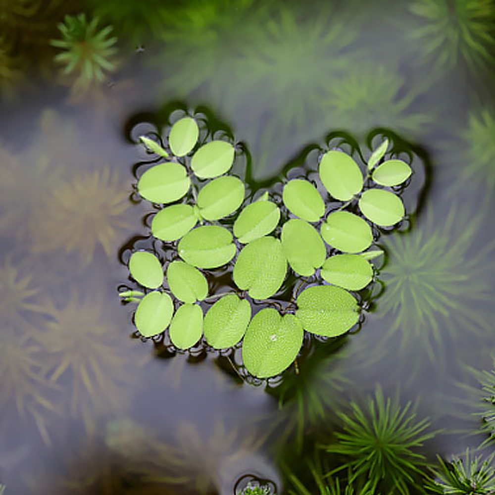 Salvinia Minima