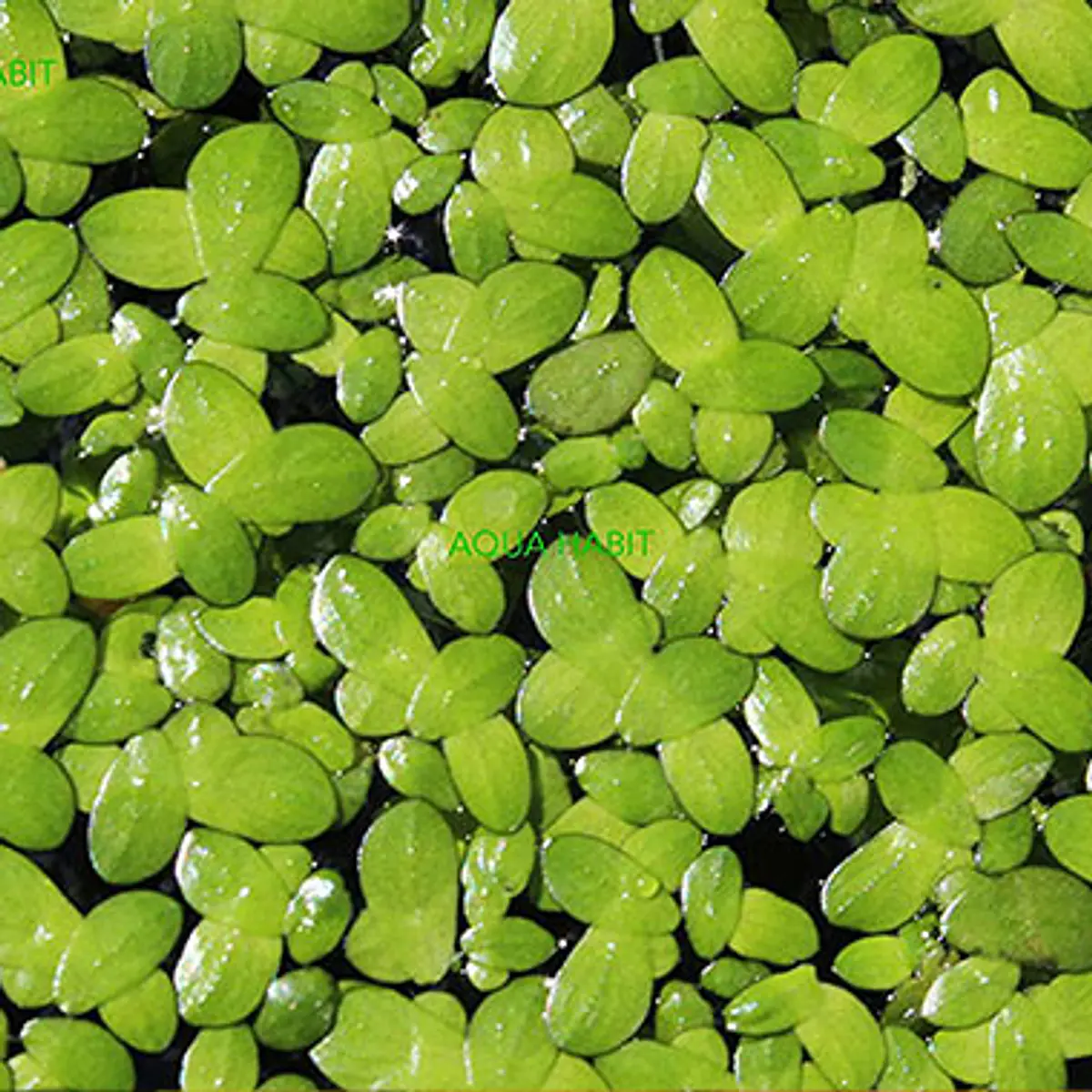Lemna Minor
