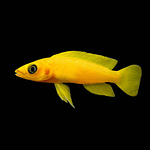 Neolamprologus leleupi