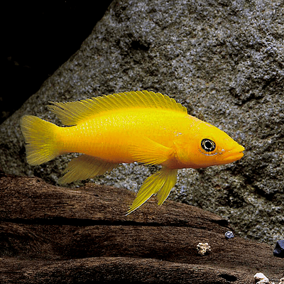 Neolamprologus leleupi