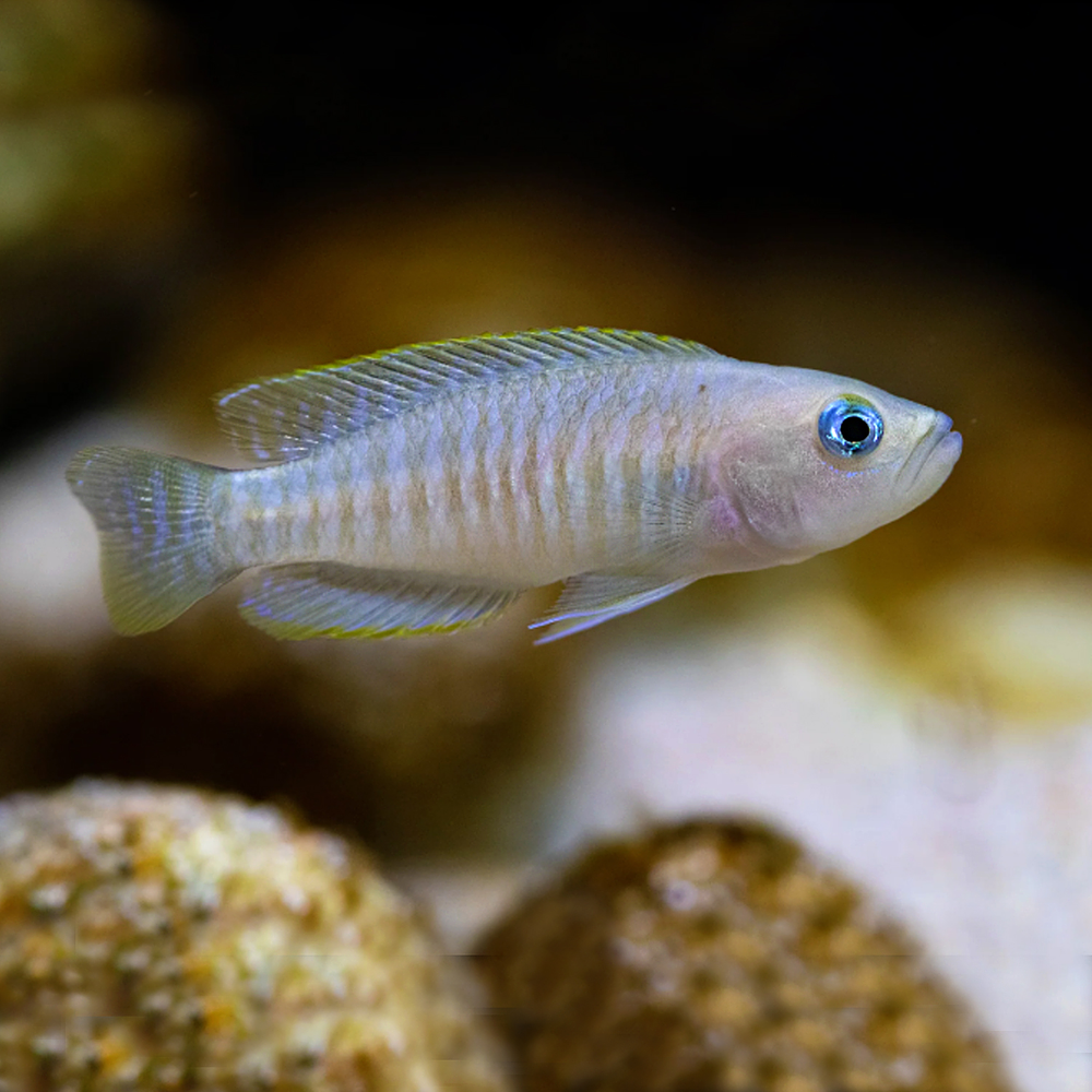 Neolamprologus Multifasciatus