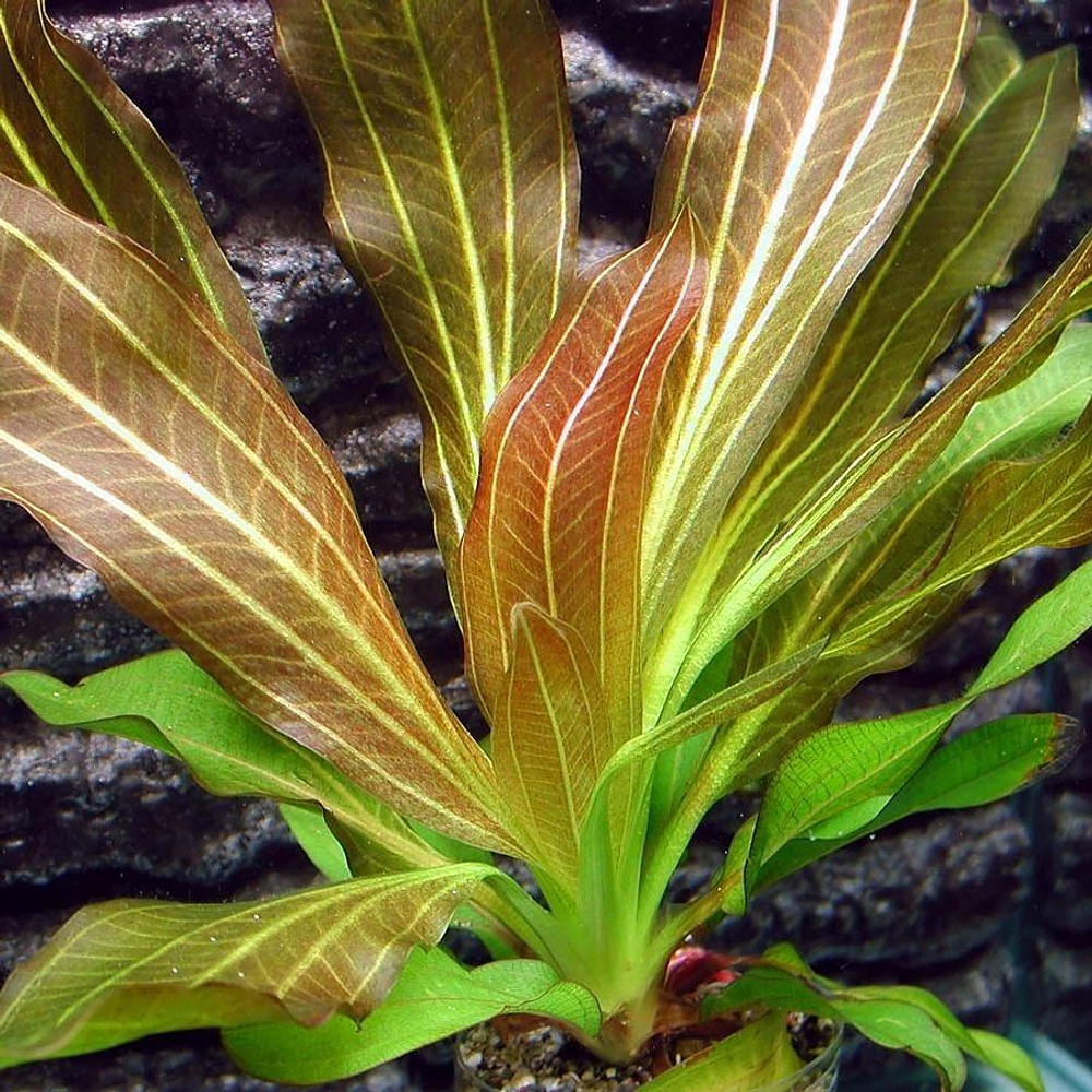 Echinodorus Osiris "Red"