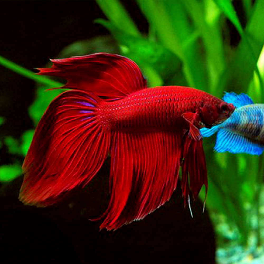 Betta Veiltail Macho Vermelho