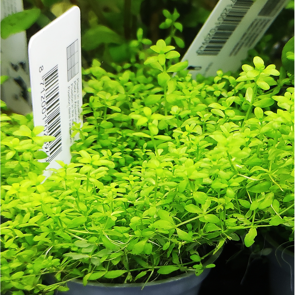 Micranthemum Umbrosum - vaso