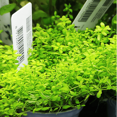 Micranthemum Umbrosum - vaso