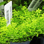 Micranthemum Umbrosum - vaso