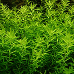 Micranthemum Umbrosum - vaso