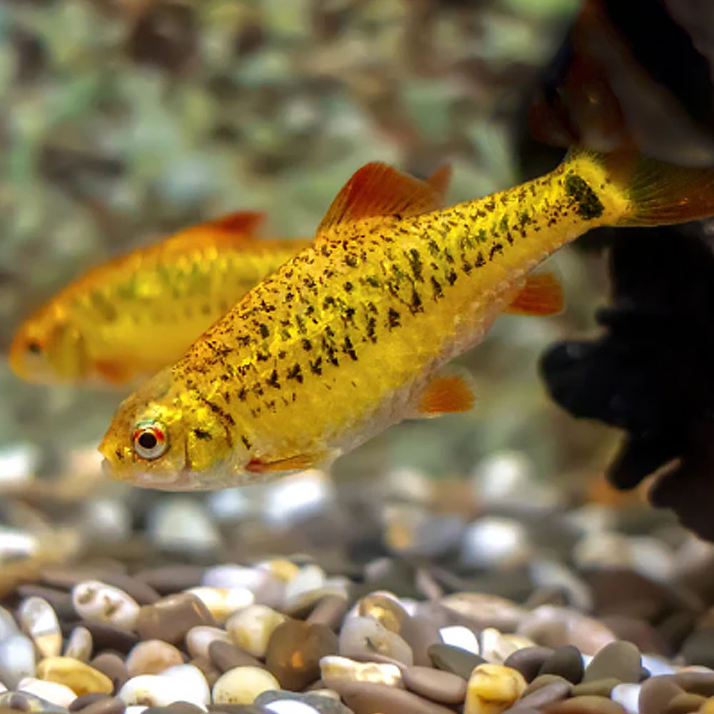 Barbo dourado