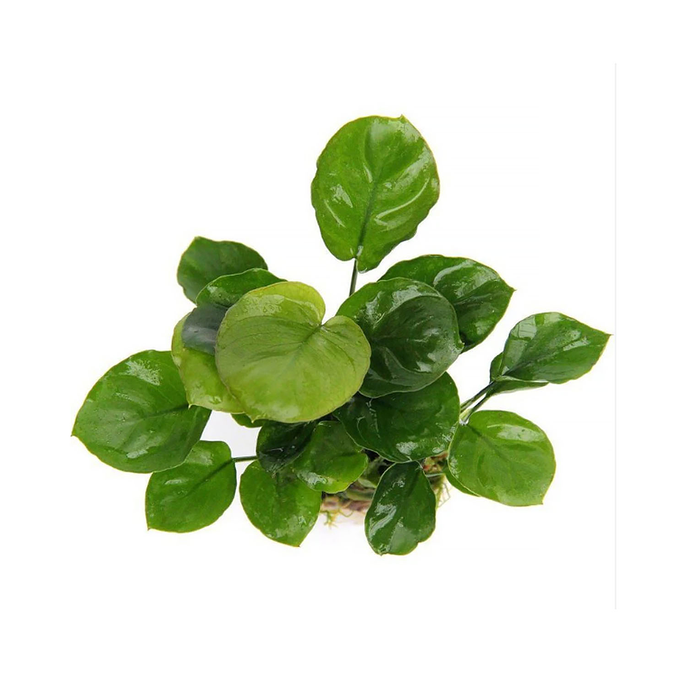 Anubia Nana "Coin" - vaso