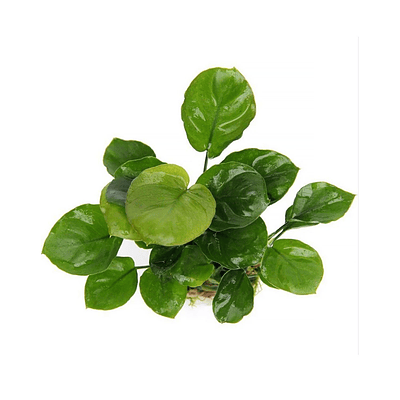 Anubia Nana "Coin" - vaso