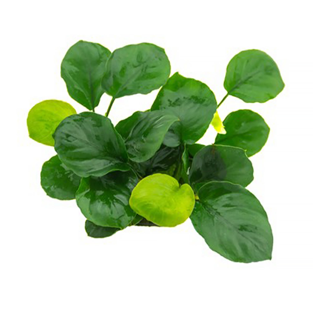 Anubia Nana "Coin" - vaso