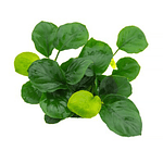 Anubia Nana "Coin" - vaso