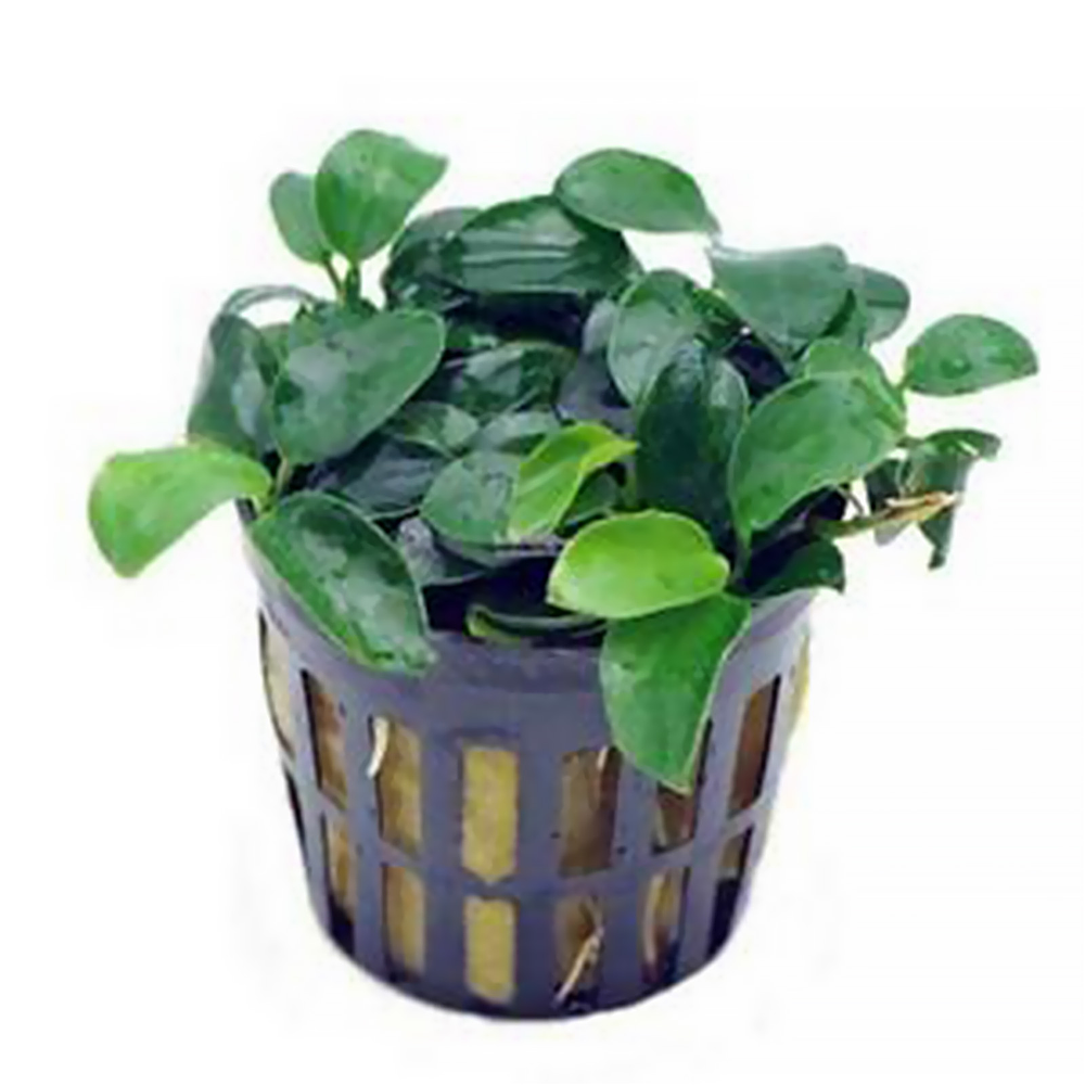 Anubia Nana "Bonsai"