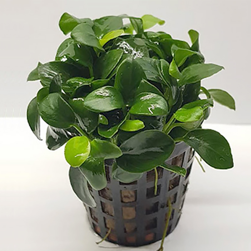 Anubia Nana "Bonsai"