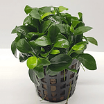 Anubia Nana "Bonsai"