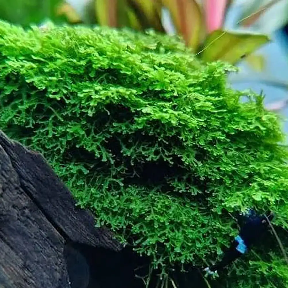 Riccardia Chamedryfolia Koraalmos