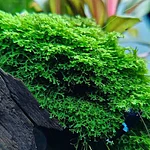 Riccardia Chamedryfolia Koraalmos