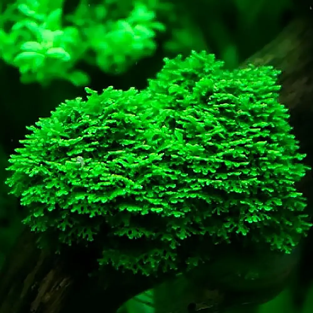 Riccardia Chamedryfolia Koraalmos