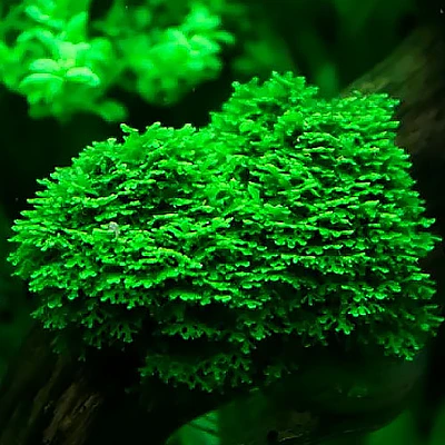 Riccardia Chamedryfolia Koraalmos