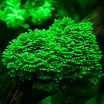 Riccardia Chamedryfolia Koraalmos