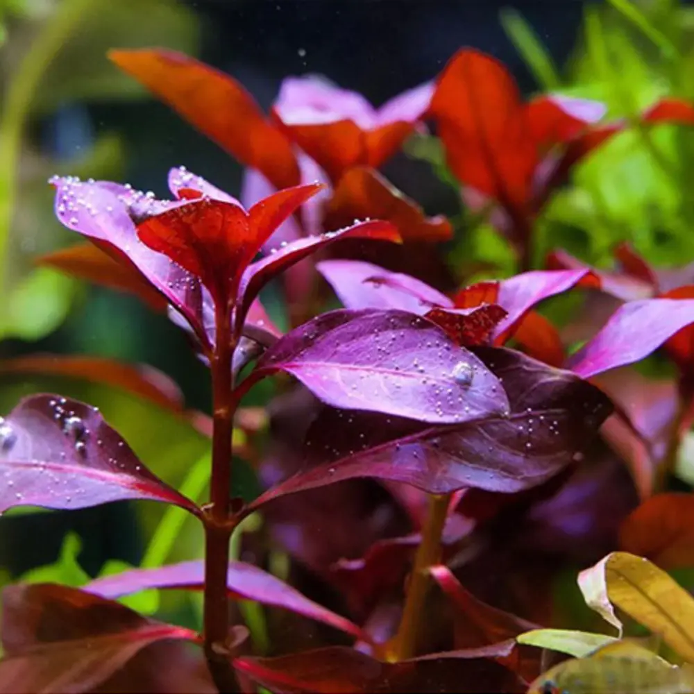 Ludwigia Repens "Rubin" - vaso