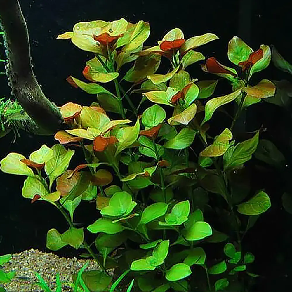 Ludwigia Repens "Rubin" - vaso