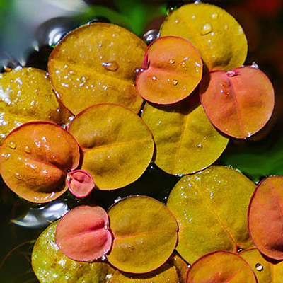 Phyllanthus fluitans