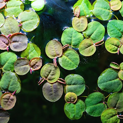 Phyllanthus fluitans
