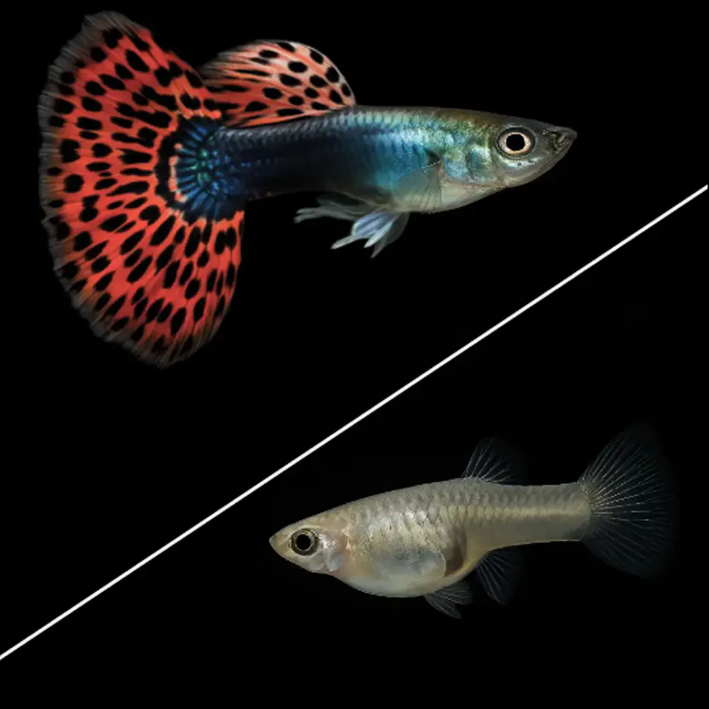 Guppy var. "Mosaico"
