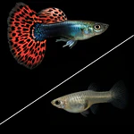Guppy var. "Mosaico"