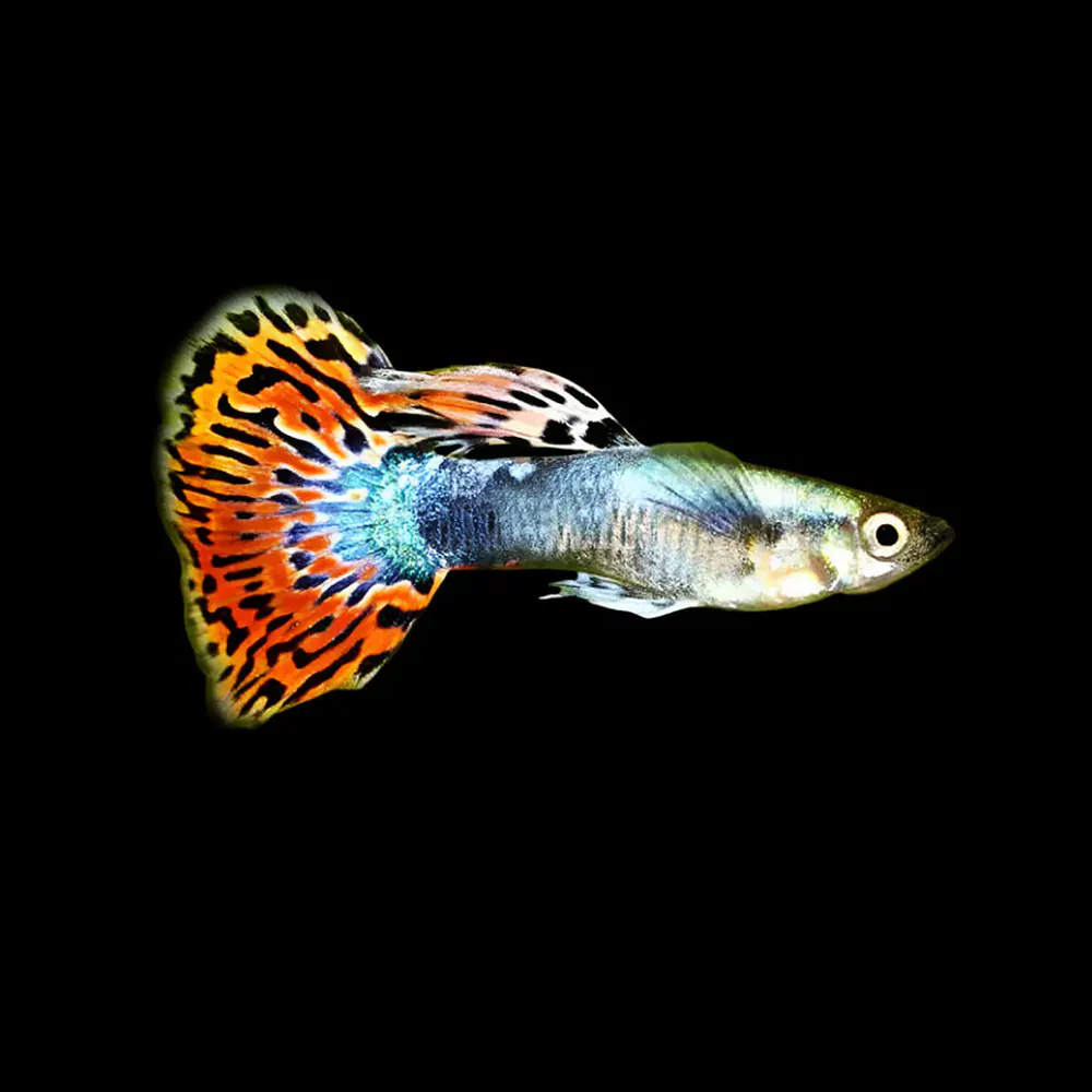 Guppy var. "Mosaico"