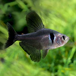 Tetra Fantasma Negro