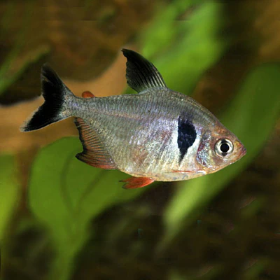 Tetra Fantasma Negro