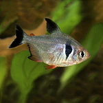Tetra Fantasma Negro