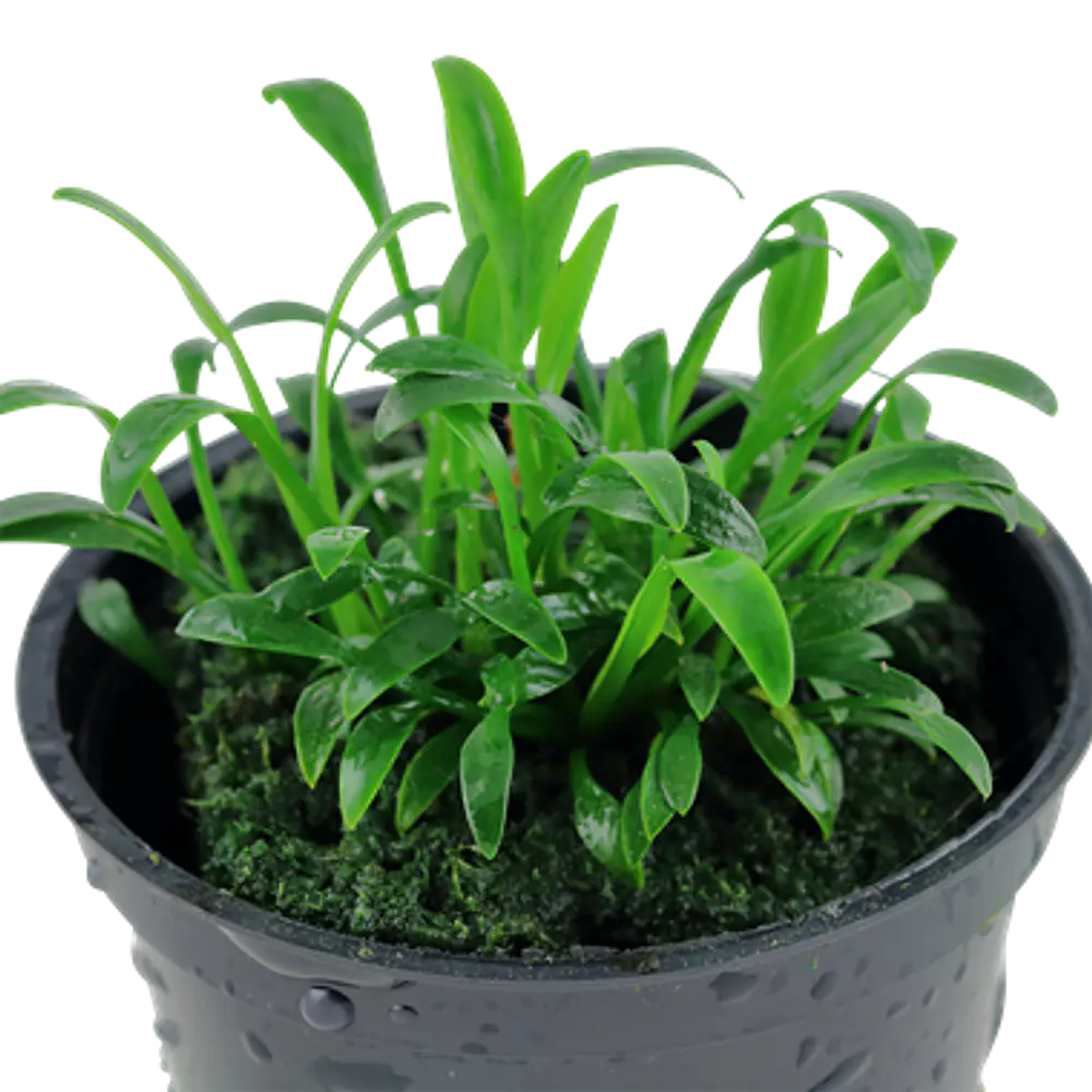 Cryptocoryne Parva - vaso