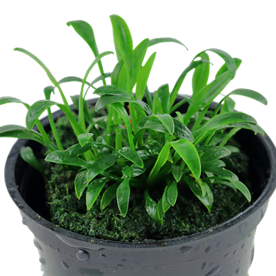 Cryptocoryne Parva - vaso