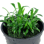 Cryptocoryne Parva - vaso