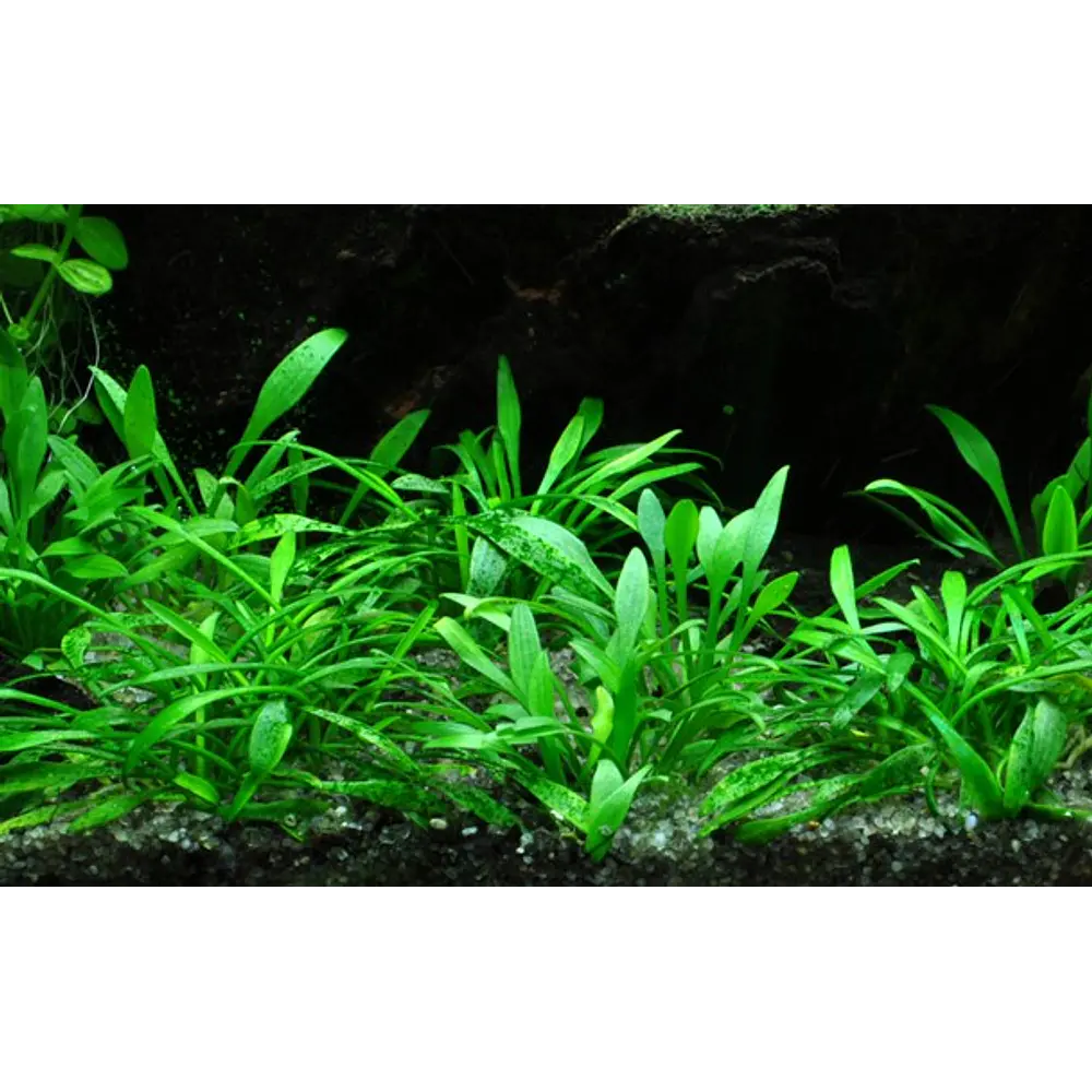 Cryptocoryne Parva - vaso