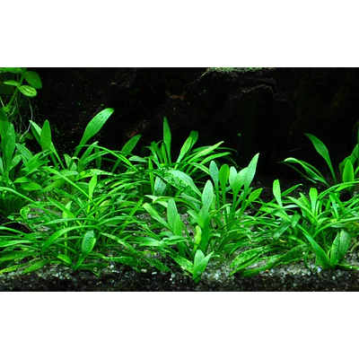 Cryptocoryne Parva - vaso