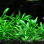 Cryptocoryne Parva - vaso