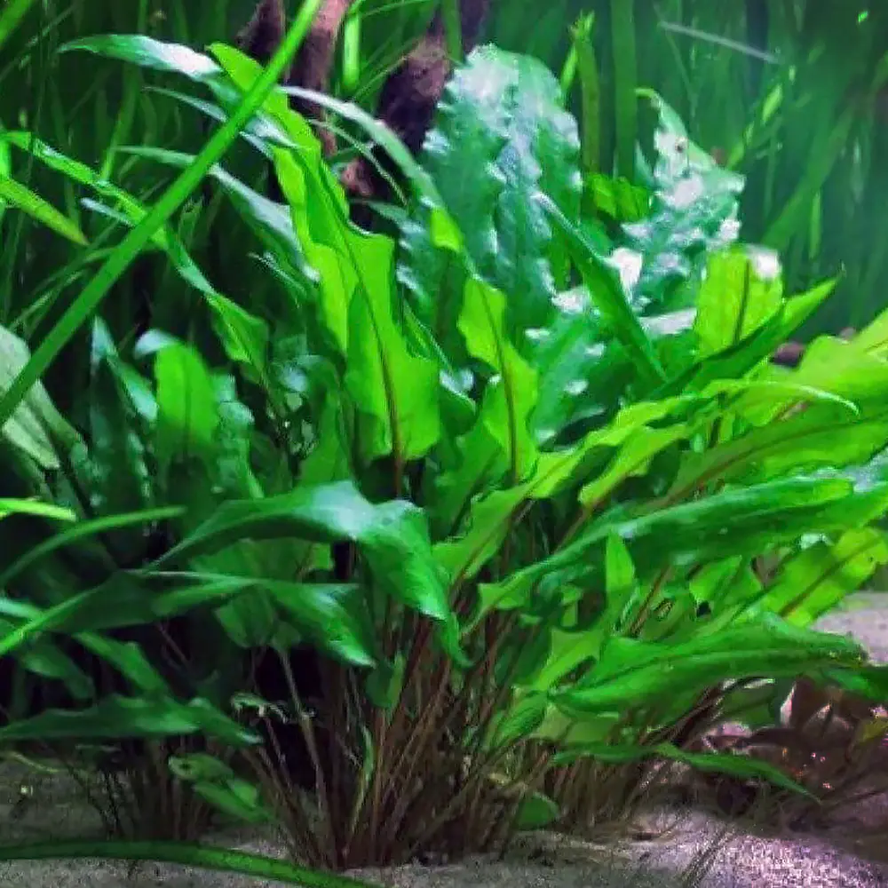 Cryptocoryne Wendtii "Green" - vaso