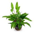 Cryptocoryne Wendtii "Green" - vaso
