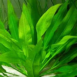 Echinodorus amazonicus