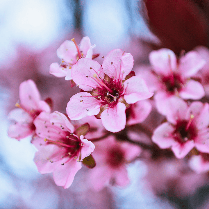 Difusor para Auto Aroma Flor de Cerezo 2