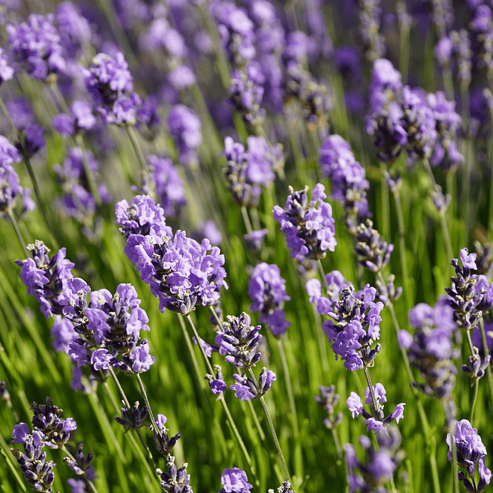 Difusor para Auto Aroma Campo de Lavanda 2