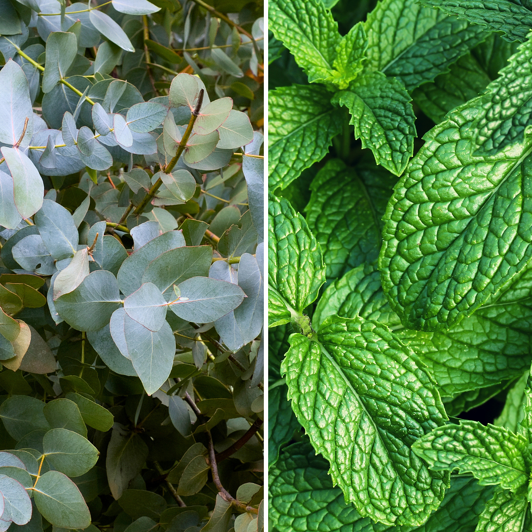 Pack Ritual Botánico - Baños de Té 4