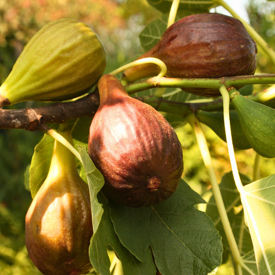 Refill Difusor de Varillas 15